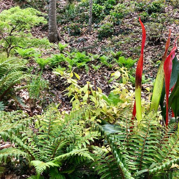Spring 2019 in the fern glen.