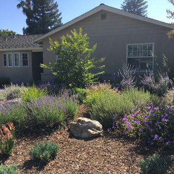 Los Altos No Lawn, Low Water