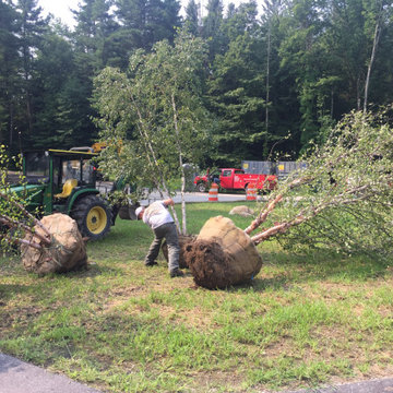 Adding mature trees 2018