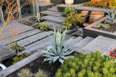 Contemporary garden in Cheshire.