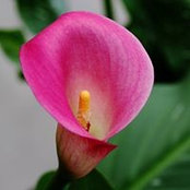 Serene Tan's photo