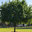 Flagstaff Arizona Tree Services