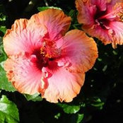 Wendy Powers's photo