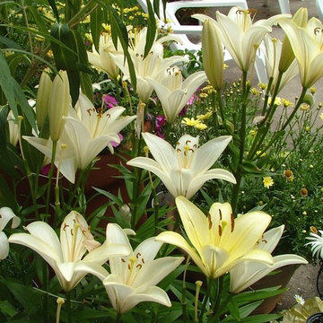 Landscape Design