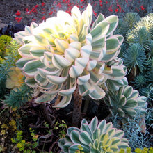 Garden - Succulents
