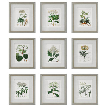 Antique Botanicals Framed Prints, S/9"