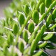 Vivero Growers Nursery Vivero Growers Nursery
