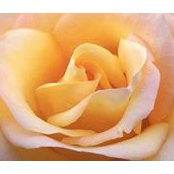 Kiran Gala's photo
