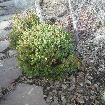 Winter in the High Desert