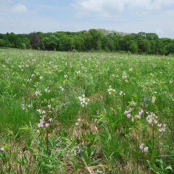 Shooting Stars on the Prairie