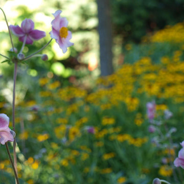 Blooming Perennials