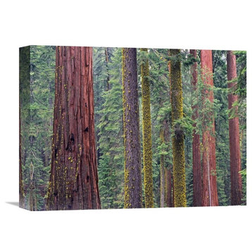 "Coast Redwood Trees, Yosemite National Park, California" Artwork
