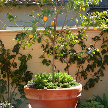 Landscape Ideas