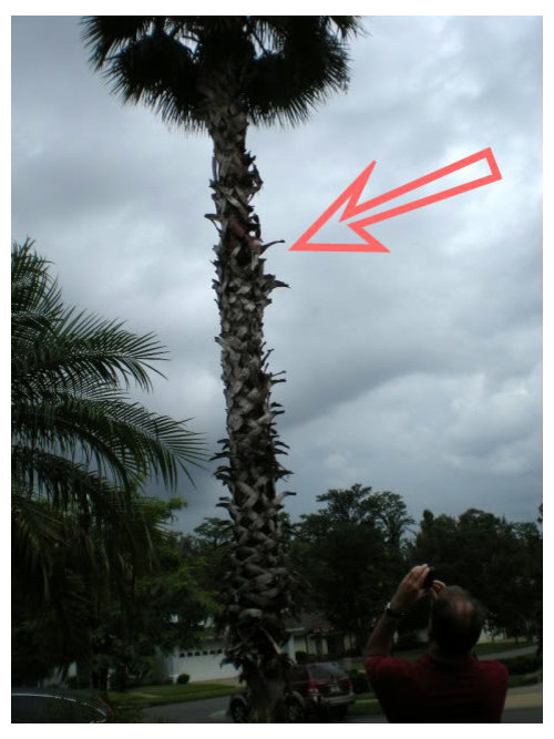 Lightning Hit Palm 