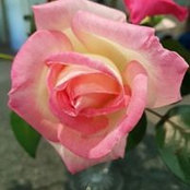 Donna Rosss foto