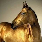 Mohamed Helmy's photo