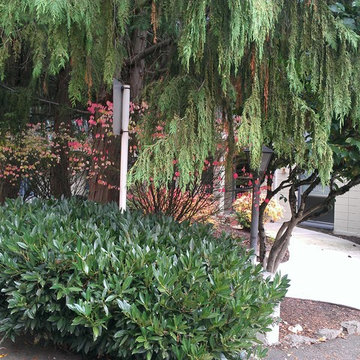 Lake Oswego Court Yard Needed Privacy