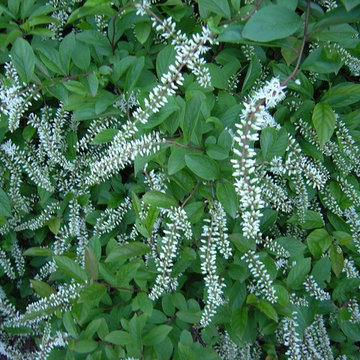 itea virginica