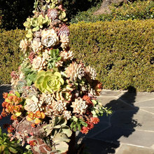 succulent towers