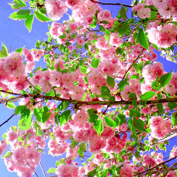 Cherry Blossoms