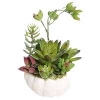 Potted Mixed Succulents, White Pumpkin, Set of 2, 7"