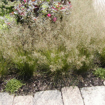 Path Edge with Prairie Dropseed Border