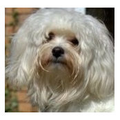 Casper Havanese's photo
