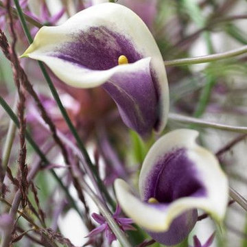 Zantedeschia (Calla Lilies)
