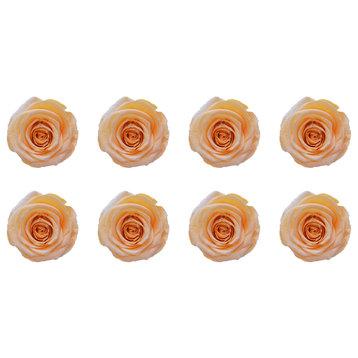 Regular Preserved Roses, Set of 8, Perfect Peach