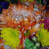 Kathy Mannino's photo