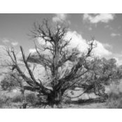 Don Maresh's photo
