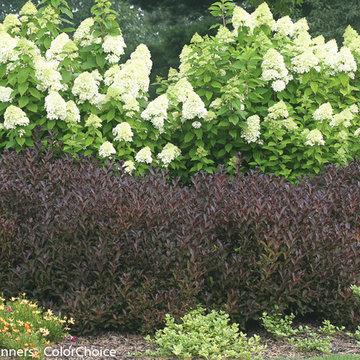 Wine & Roses® Weigela