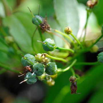 Zenobia pulverulenta 'Raspberry'