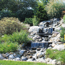 Plants near water feature
