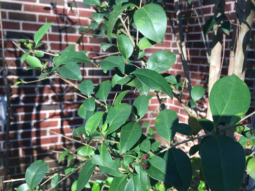 What is this tree/shrub? Trying to restore neglected landscaping