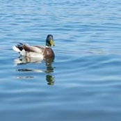 Janna Despain's photo