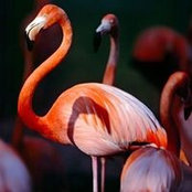 Laura McDaniel's photo
