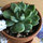 ajoya_monell
