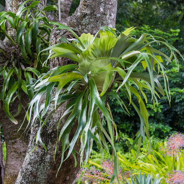 Staghorn Fern