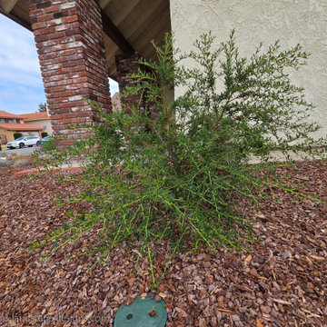 Irvine Turf Rebate Front Yard
