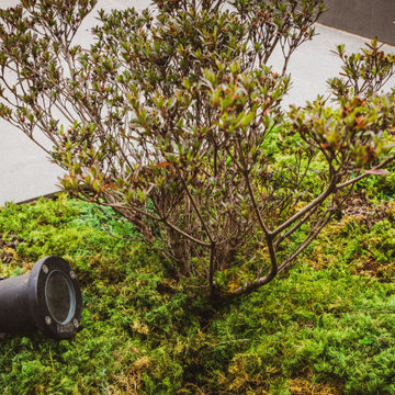 Jardin japonais contemporain