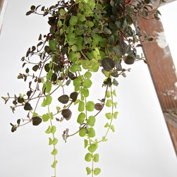 Two tears Kokedama - Products