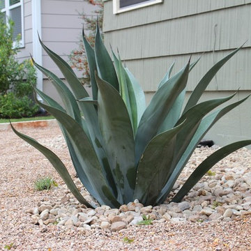 Webber Agave