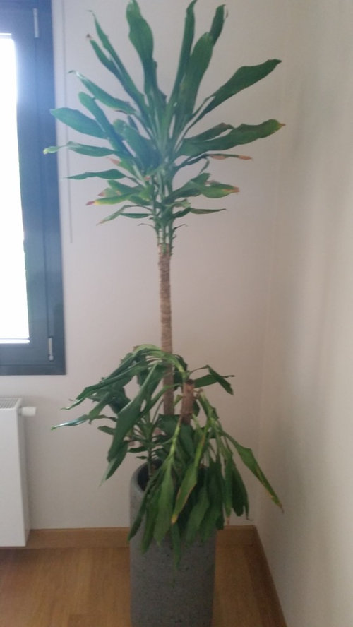 Dracaena indoor plants drooping branches Dracaena indoor plants drooping branches