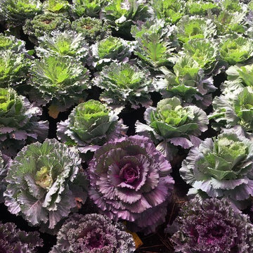 Cabbage