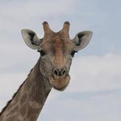 Irina Roglin's photo