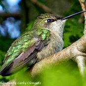 Cathy Clementz's photo
