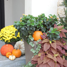 Fall