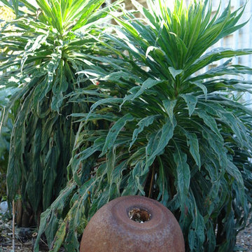 Planting Potential