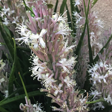 Succulents at Hortus Oasis